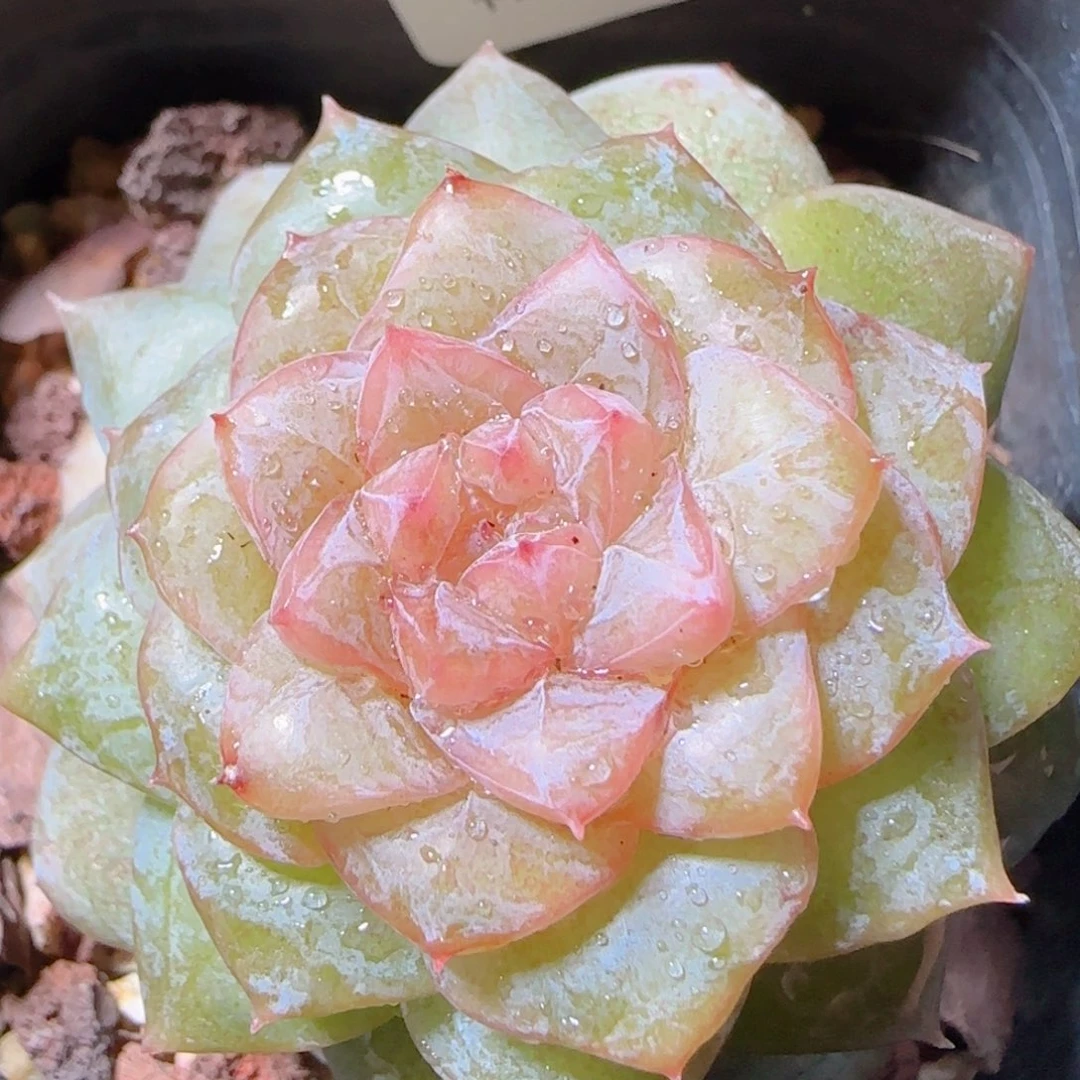 花语多肉1206-49溏心