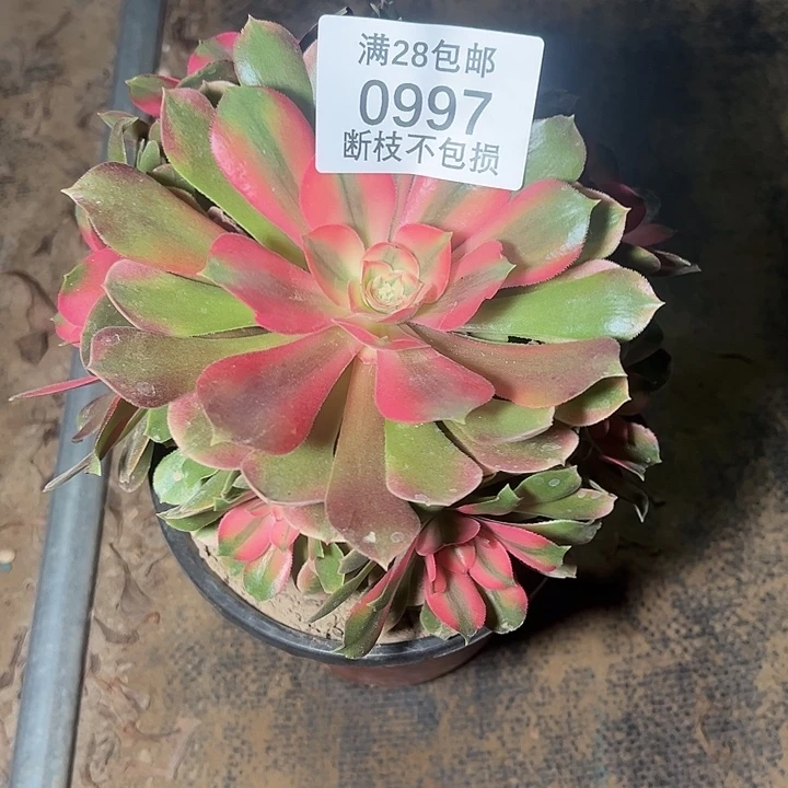 梅***子0997香妃多肉植物