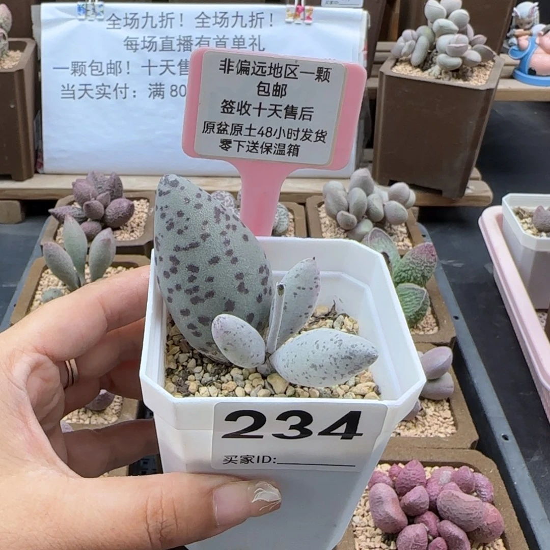234白棒子多肉植物