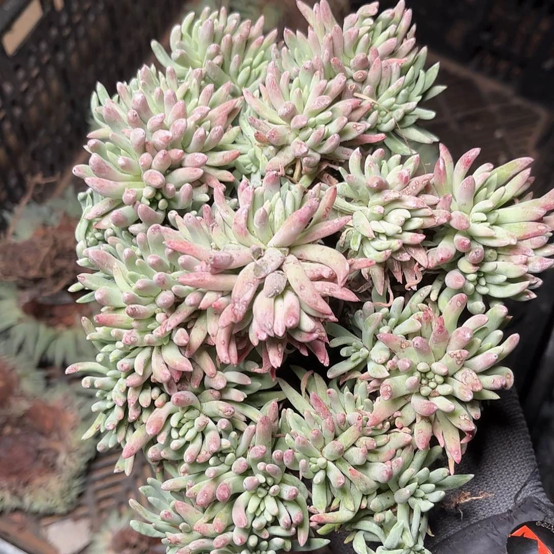 绿菊仙女杯多肉一颗