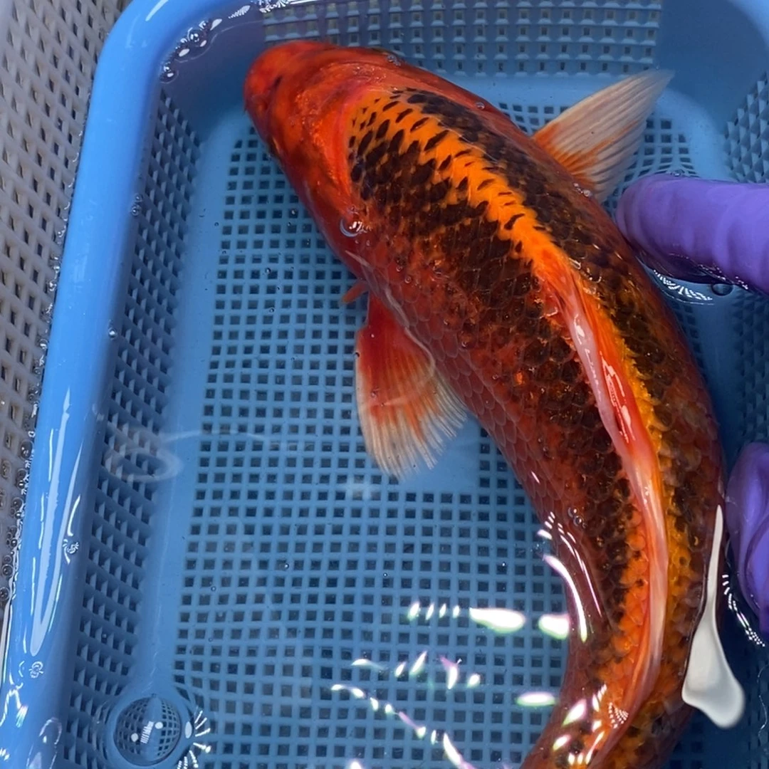 锦鲤冷水锦鲤包邮
