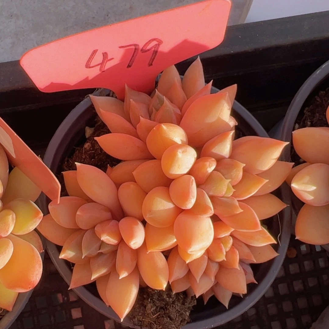 福利来了来了来了来