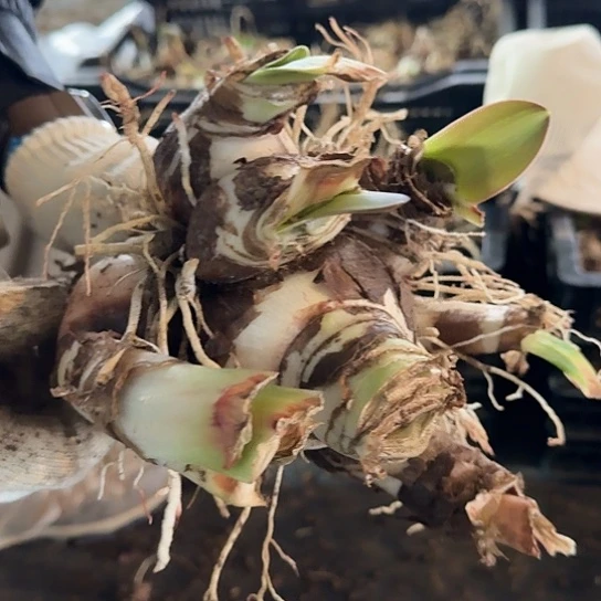 ?****亿杂交白肋坨坨 不知花色 开花无售后