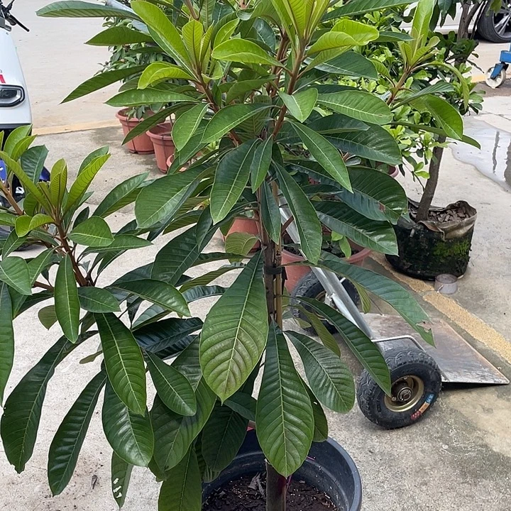 朝***处完全开放果树888888888