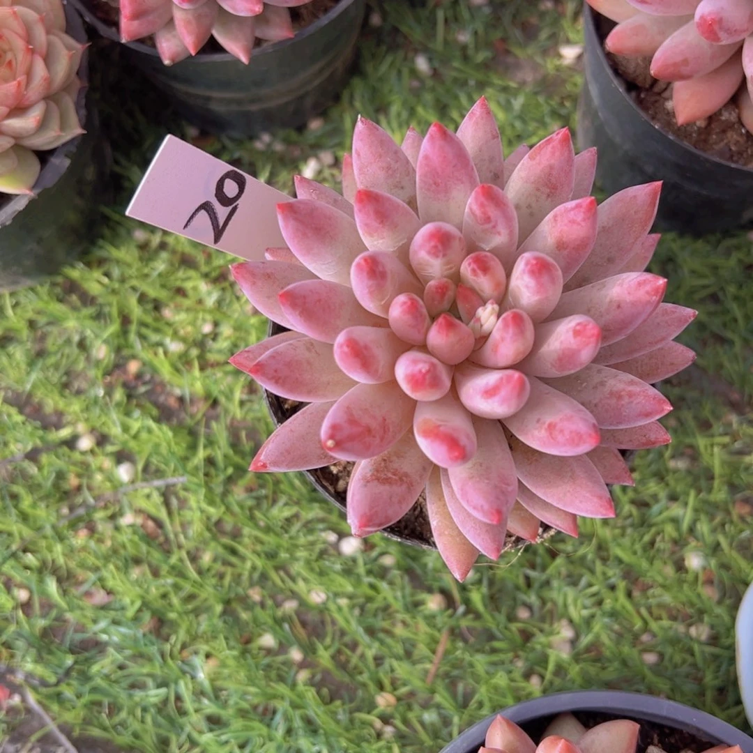 韩****邱香玉的故事是一个人的故事