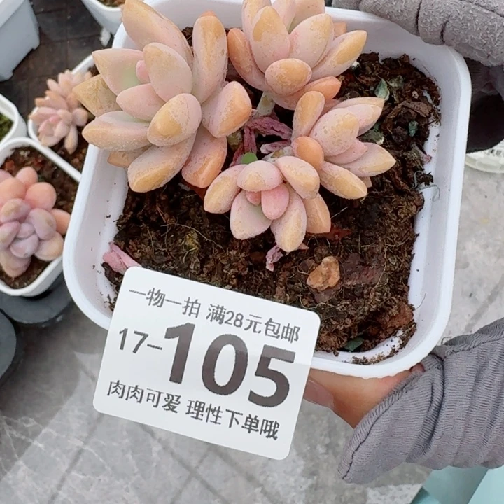 淡雪多肉无盆土发货多