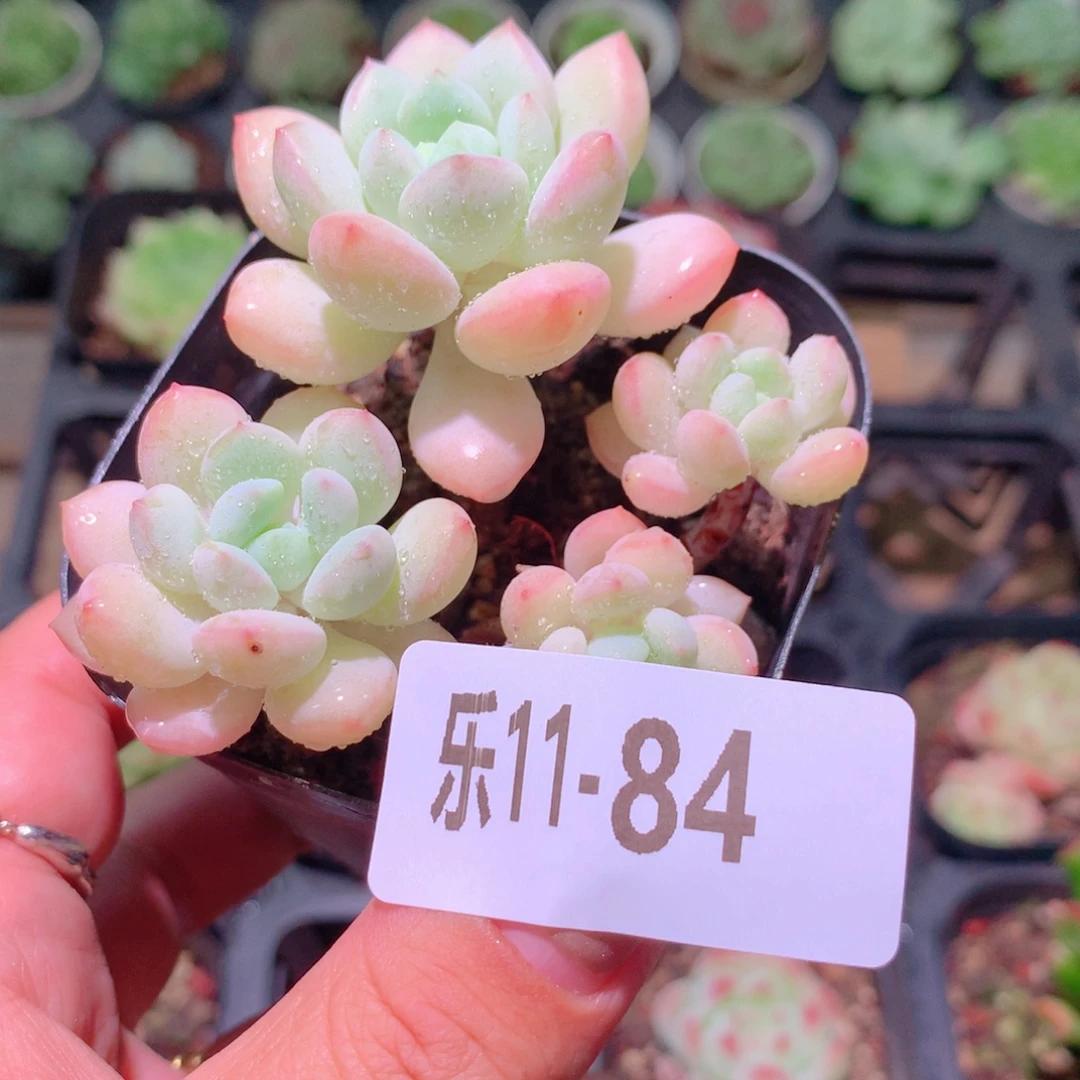 乐然11-84 玉兔群