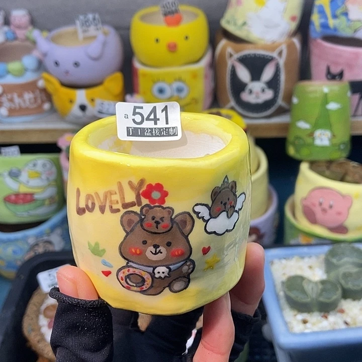 大舅生石花肉锥多肉541