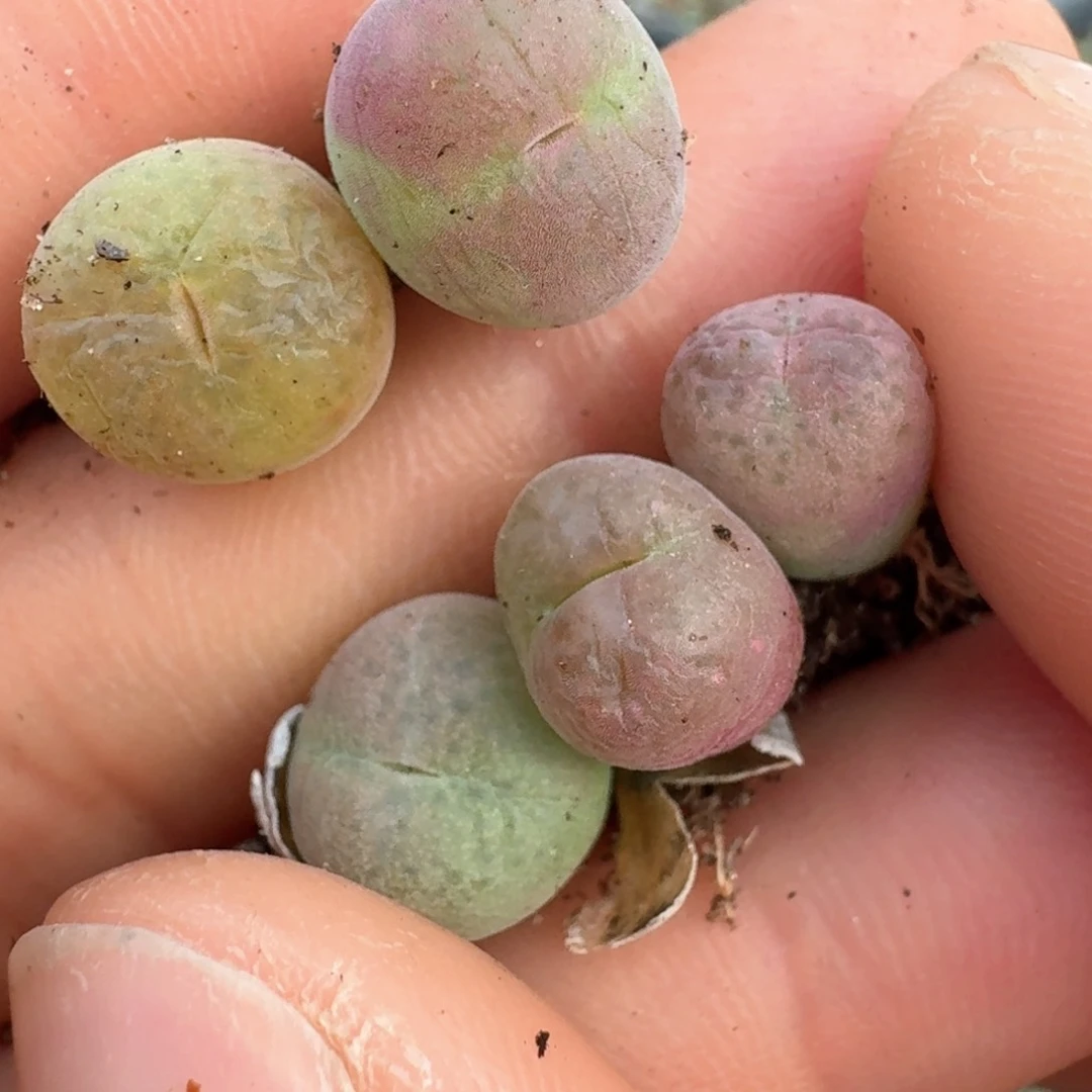 30翠光五颗一物一拍