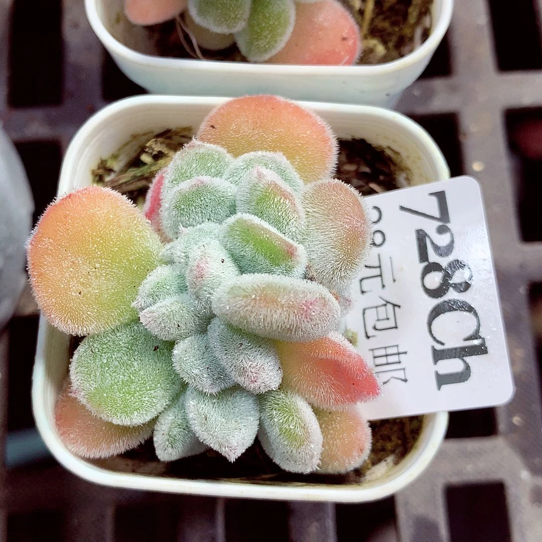 5厘米盆精控多肉728