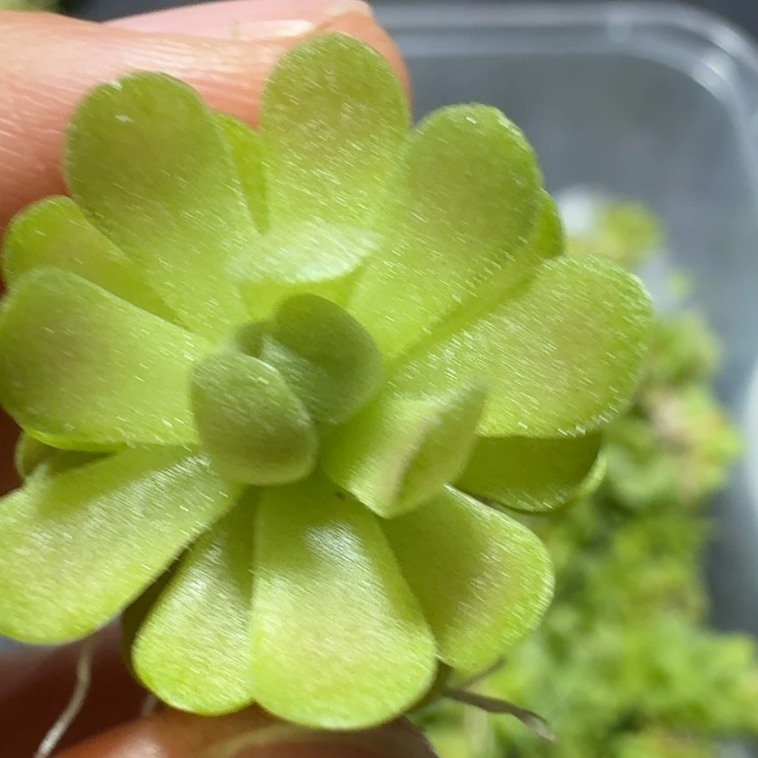 钮***子捕虫堇大苗5个不同品种各1颗