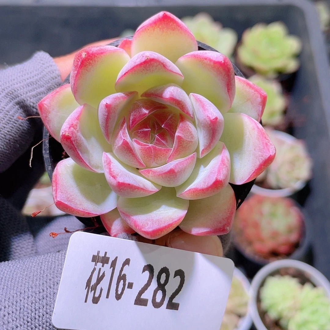 花利美16-282女王