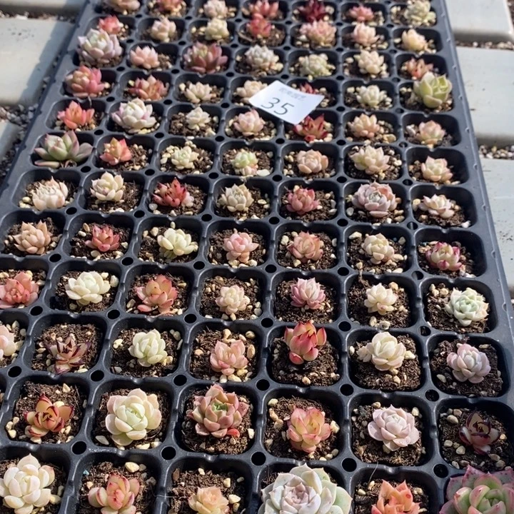 35 多肉植物盆栽花卉