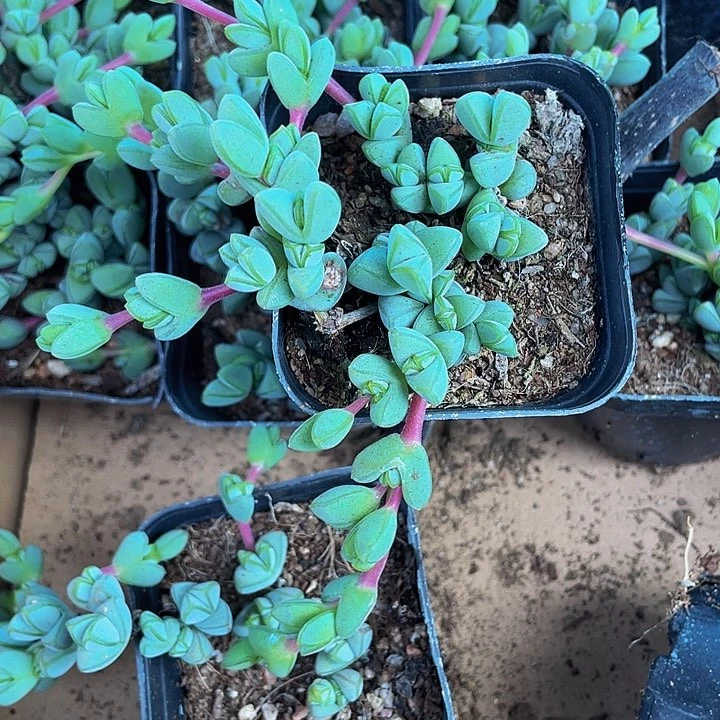 6.5方碧玉莲带盆土