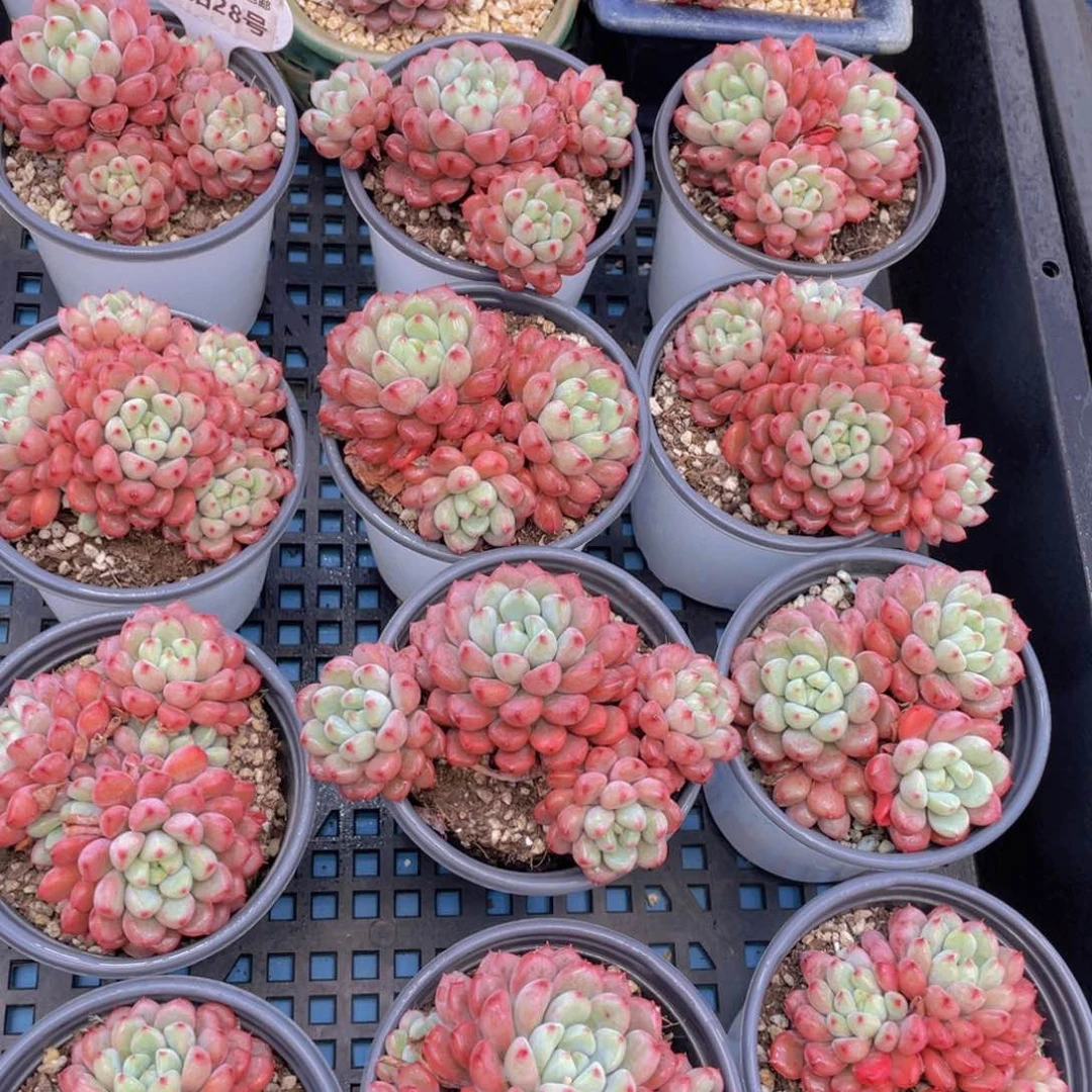 量拍28号 雪桃母本老桩群生一个