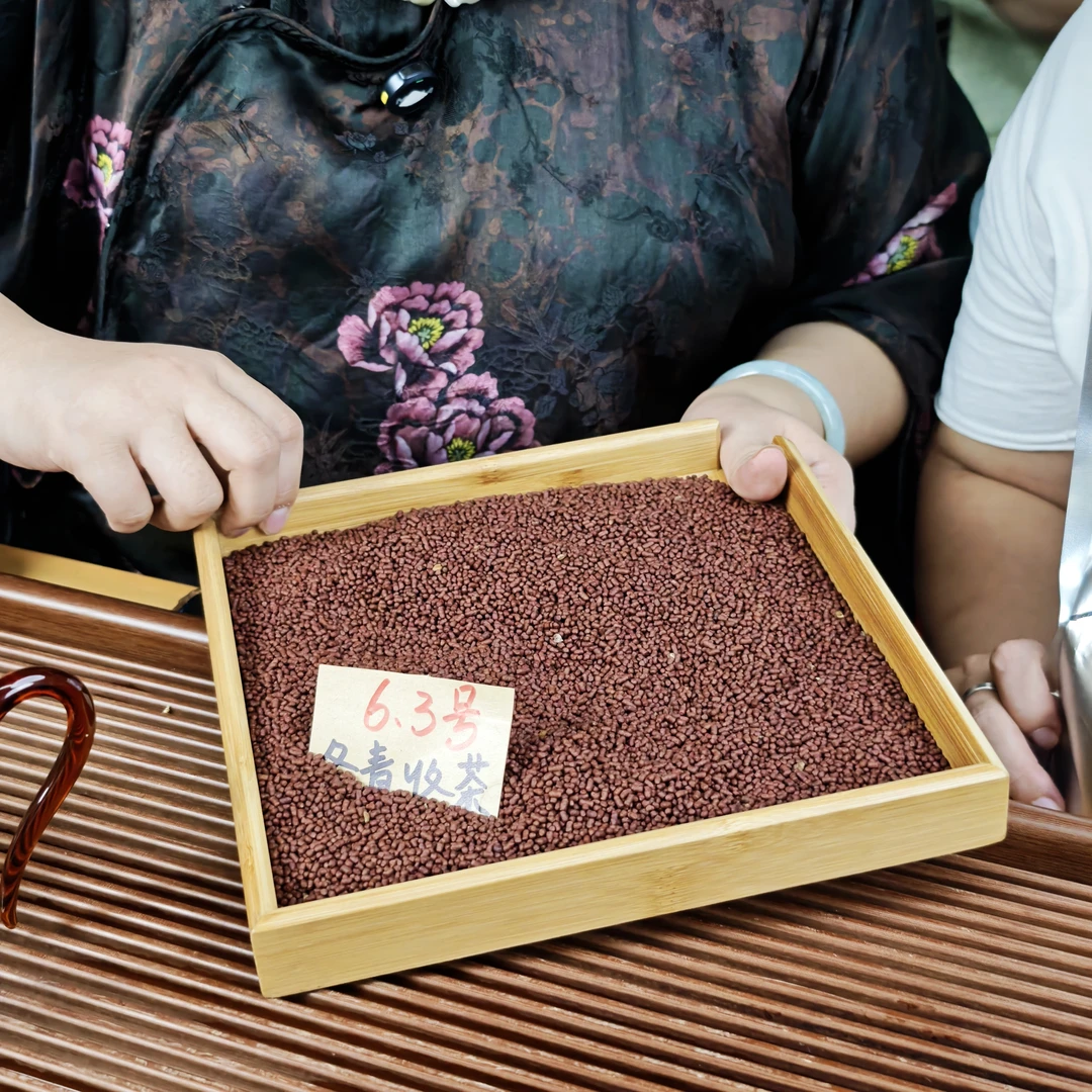 大凉山红曲苦荞茶 麦香浓郁 冬青收茶