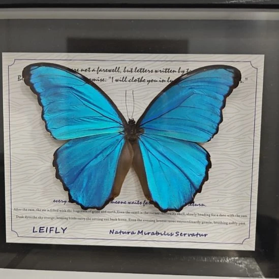 憋***絮大蓝闪蝶蝴蝶标本拍