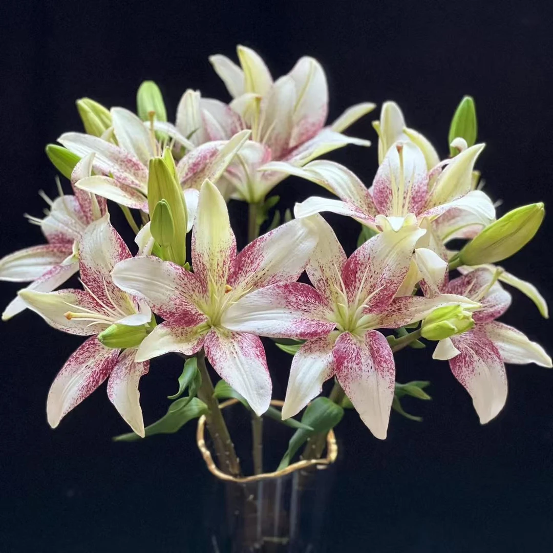 源头精选 赞美诗百合 一单也是批发价 包邮送货上门