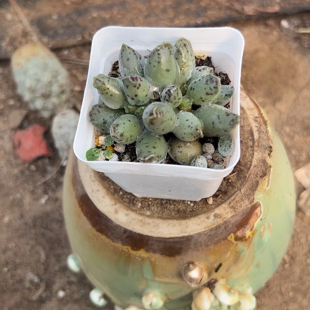 多肉植物海豹多肉