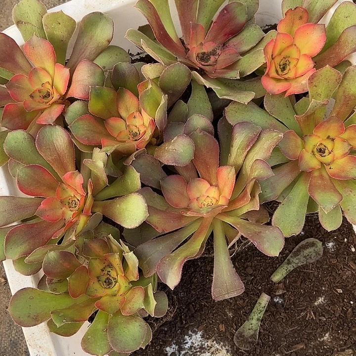 多肉植物子亩单株10棵