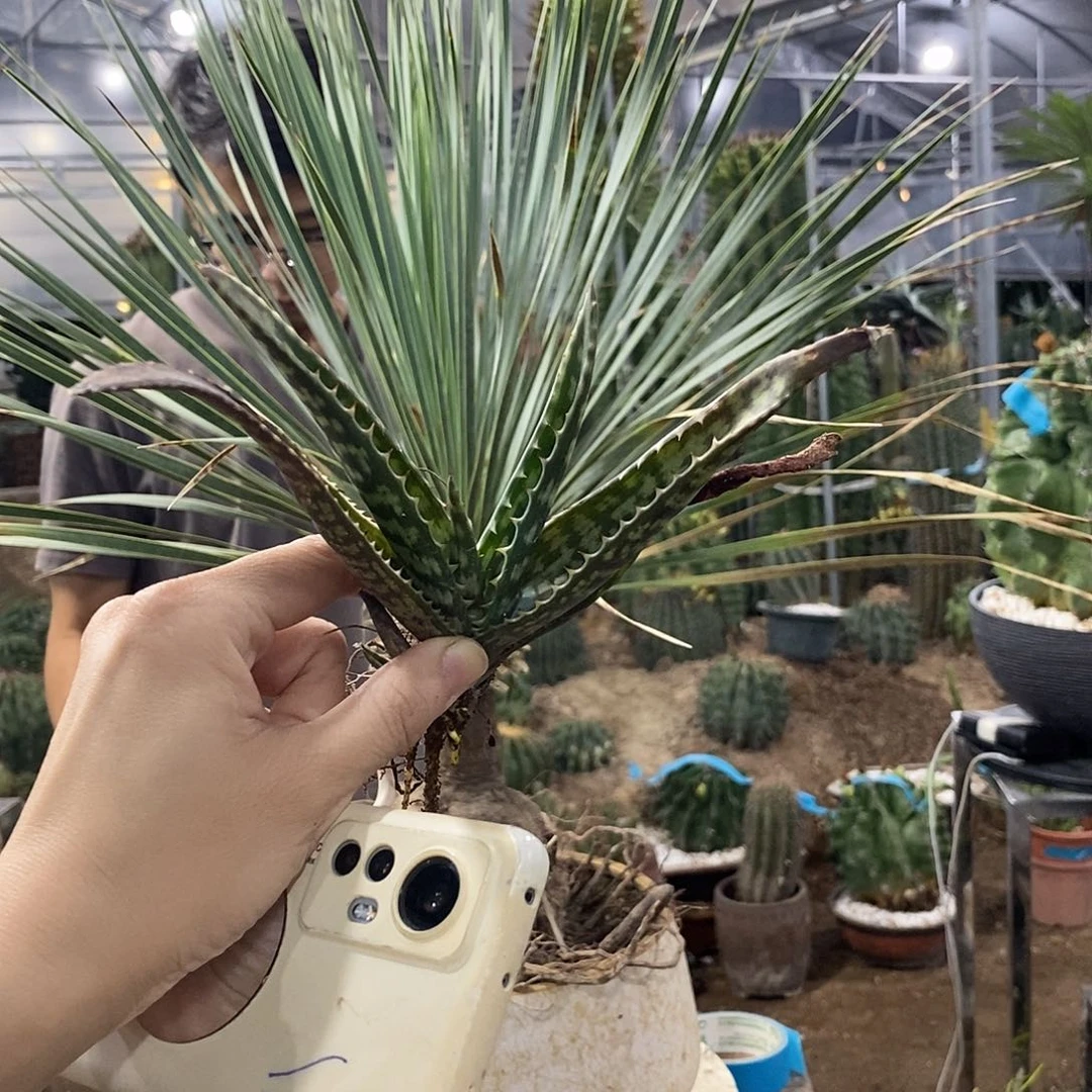 芦荟灌肤15公分一棵