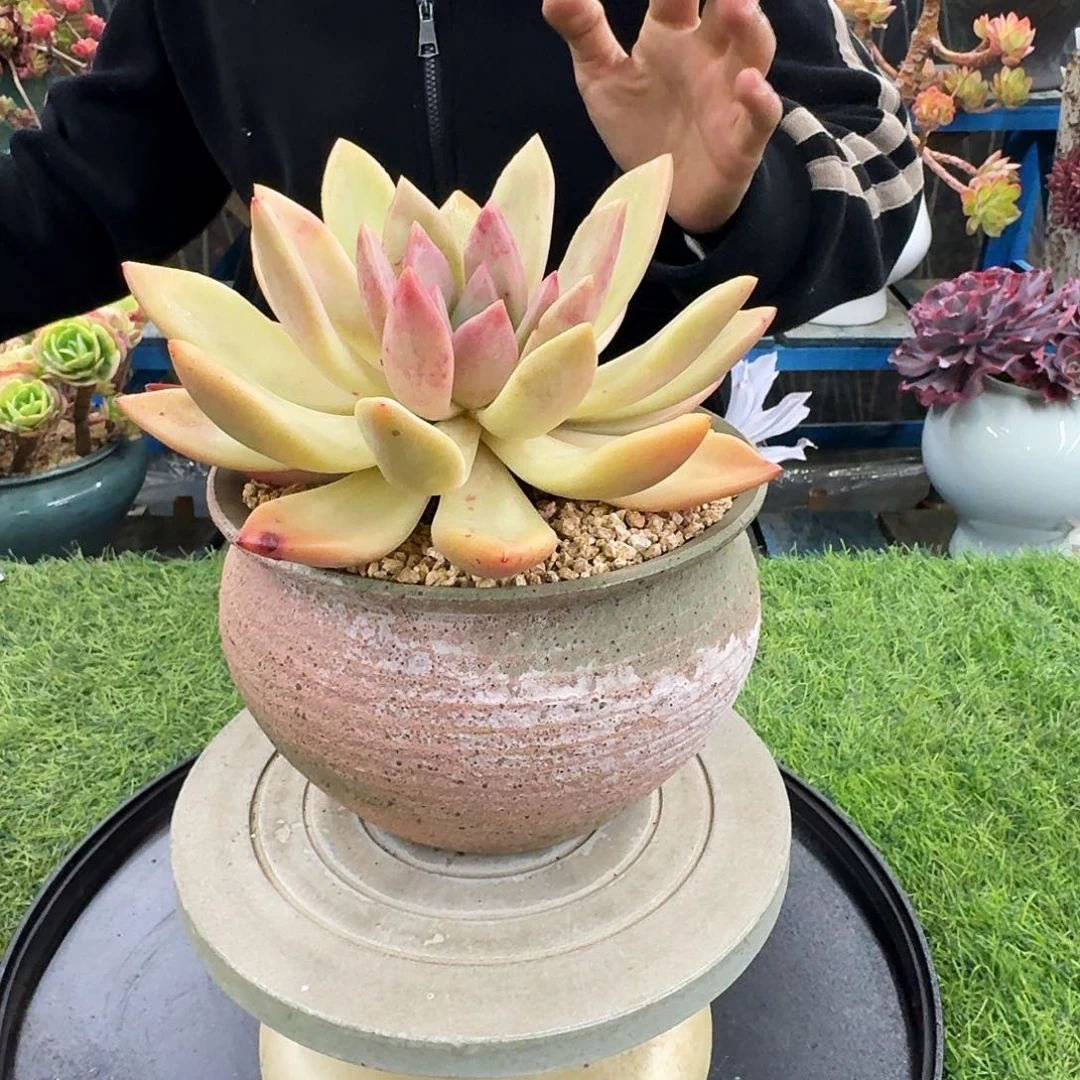 多肉植物一物一拍不带盆发货