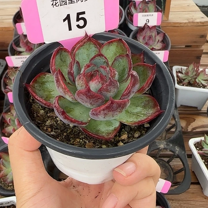 15 惊鸿仙子多肉植物