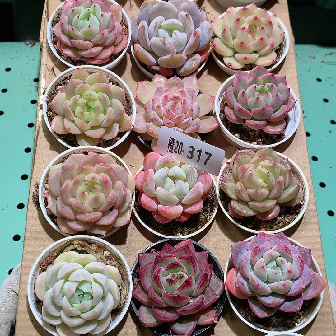 20-317一物一拍带盆18颗