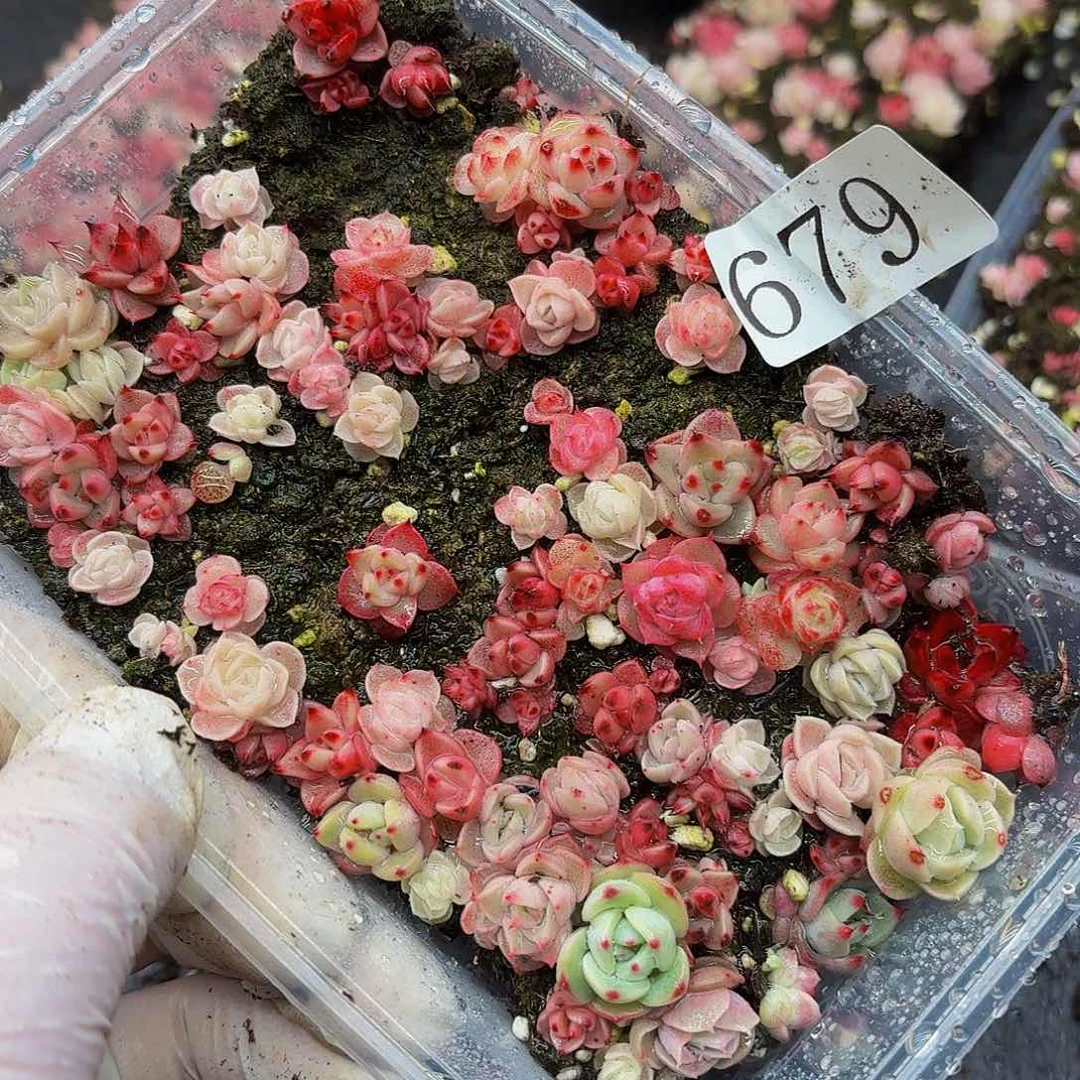 多肉植物多肉植物679