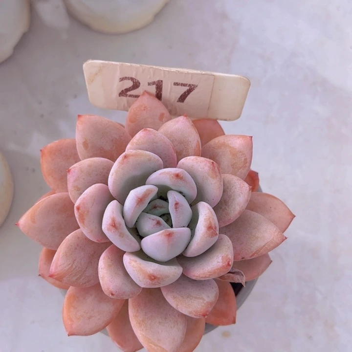 健健康康平平安安