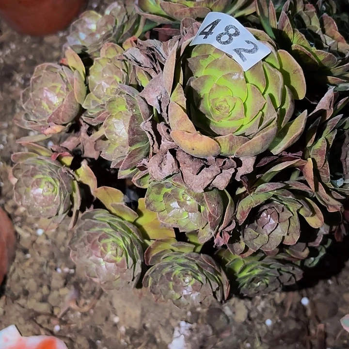 482桃花石多肉植物不售后