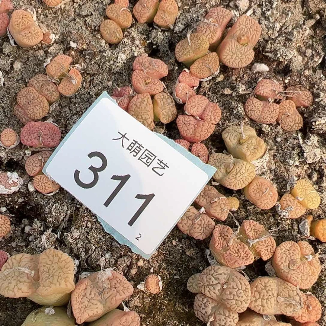 0000311量拍双头鸟哈尼5颗