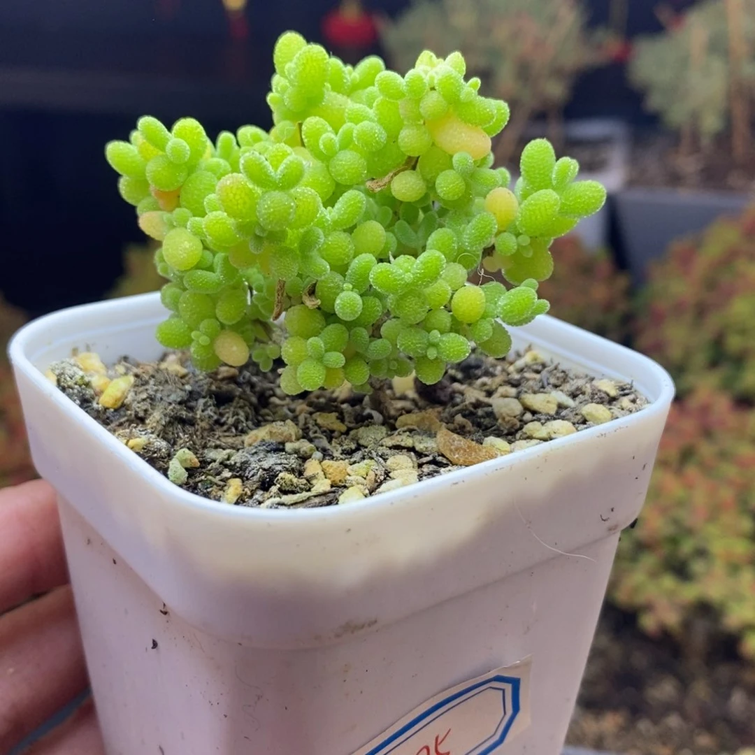 475号蜜橘糖球枝干多肉