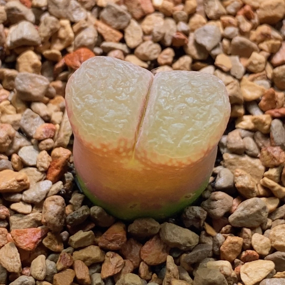 cr1052风铃cr1052风铃cr1052风铃