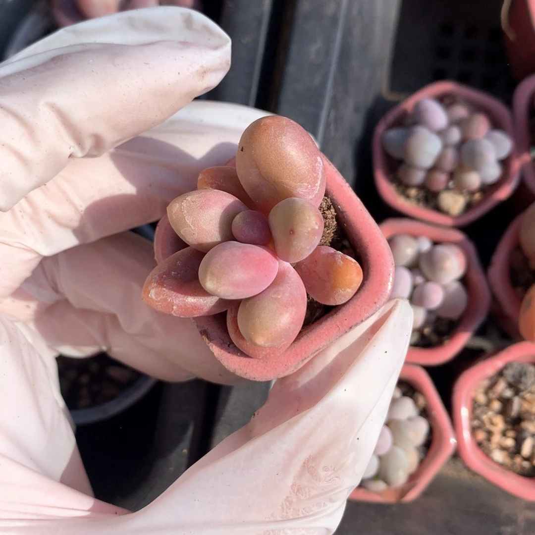 糖果奶酪多肉糖果奶