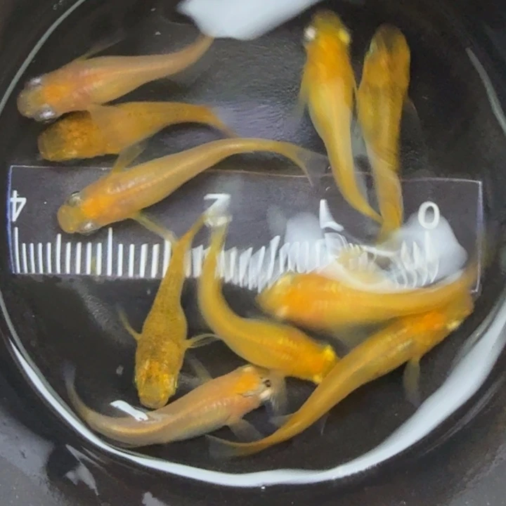 青鳉鱼黄出目5号青鳉