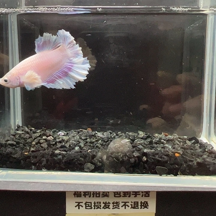 斗鱼竞拍跑单拉黑38