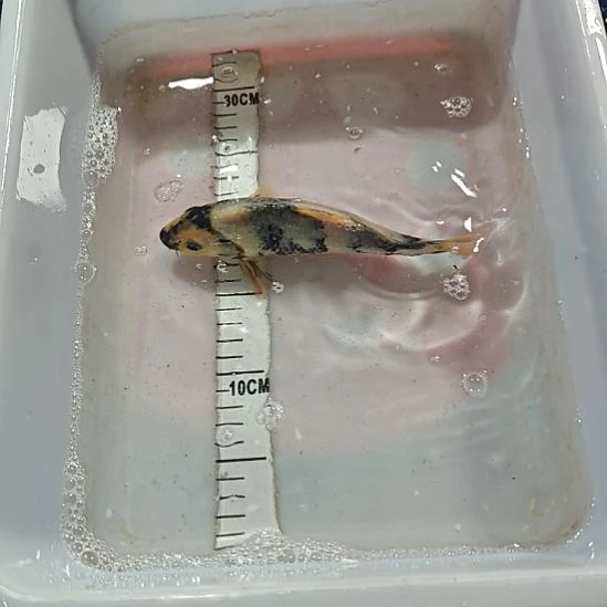 锦鲤锦鲤观赏鱼昭和菲泻白泻