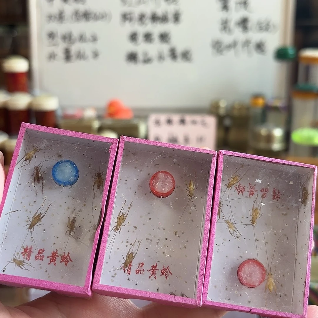 三盒小黄 过冬小黄