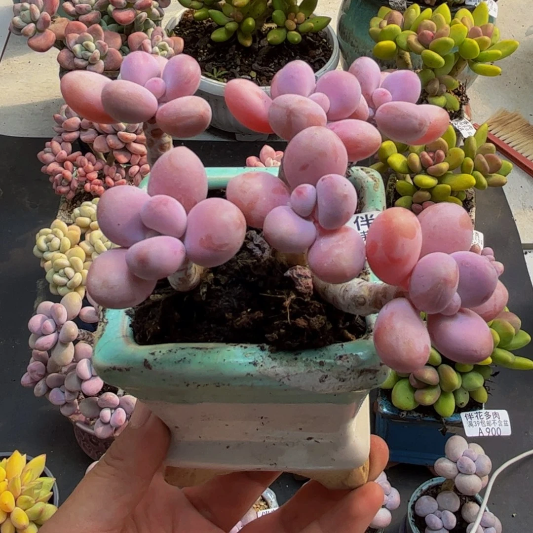 873糖果桃蛋9cm多肉