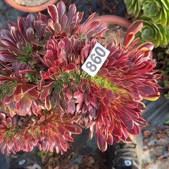 幕***歌多肉植物一个欧嘉莉860