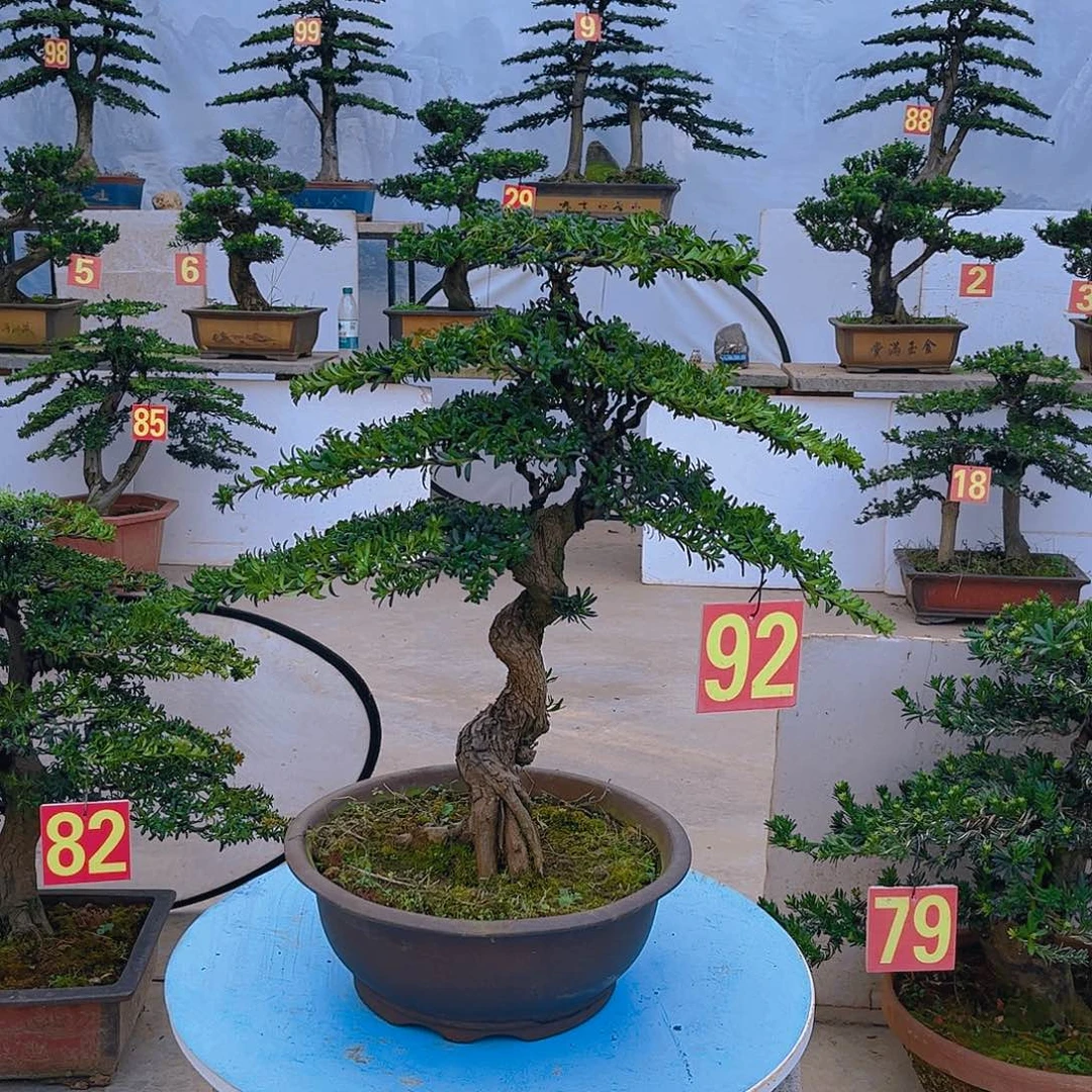 无花朵老桩老盆罗汉松
