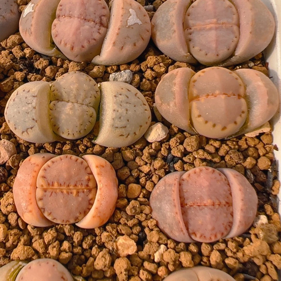 D****k36多肉植物百科知识