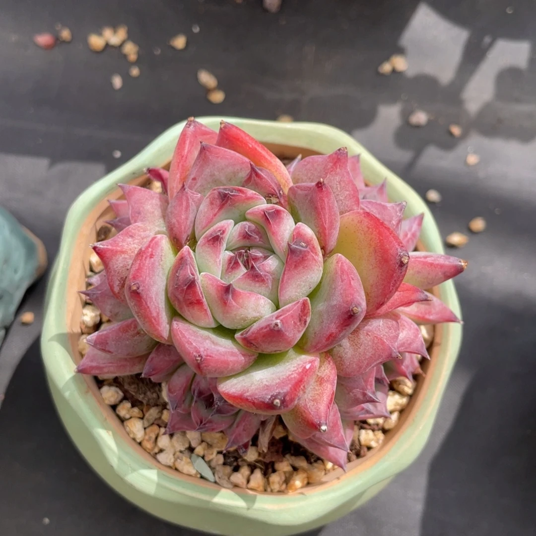 卡系列杂交带盆群