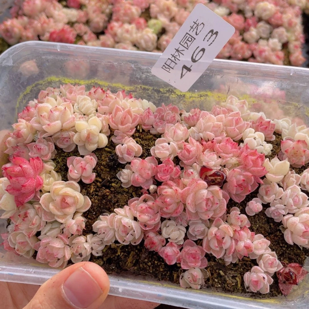 多肉植物多肉植物463