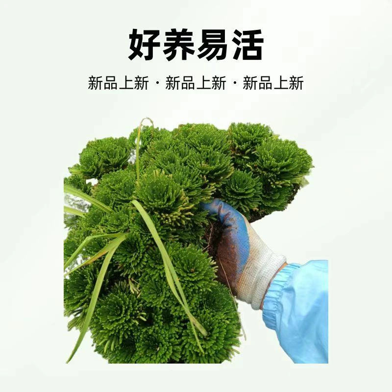 卷柏懒人复活草室内绿植室外四季不死草绿植纯还魂草小叶