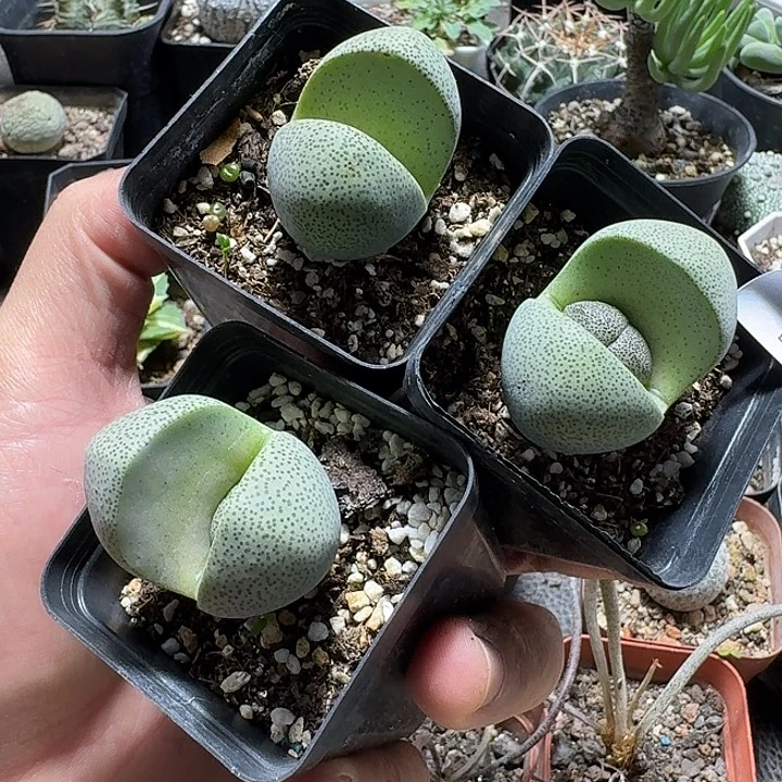 328帝玉3个一份脱土发货