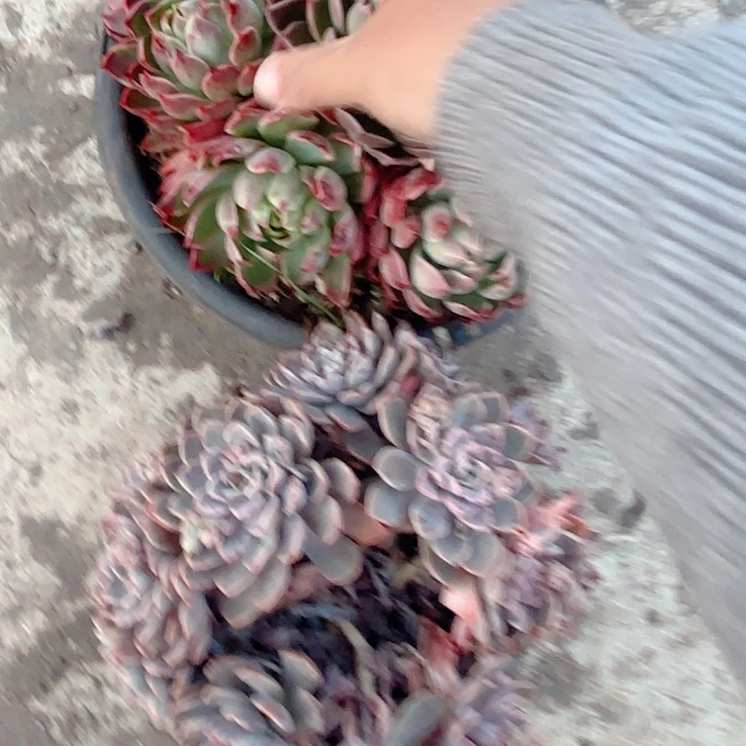 瑕疵  没主头    18