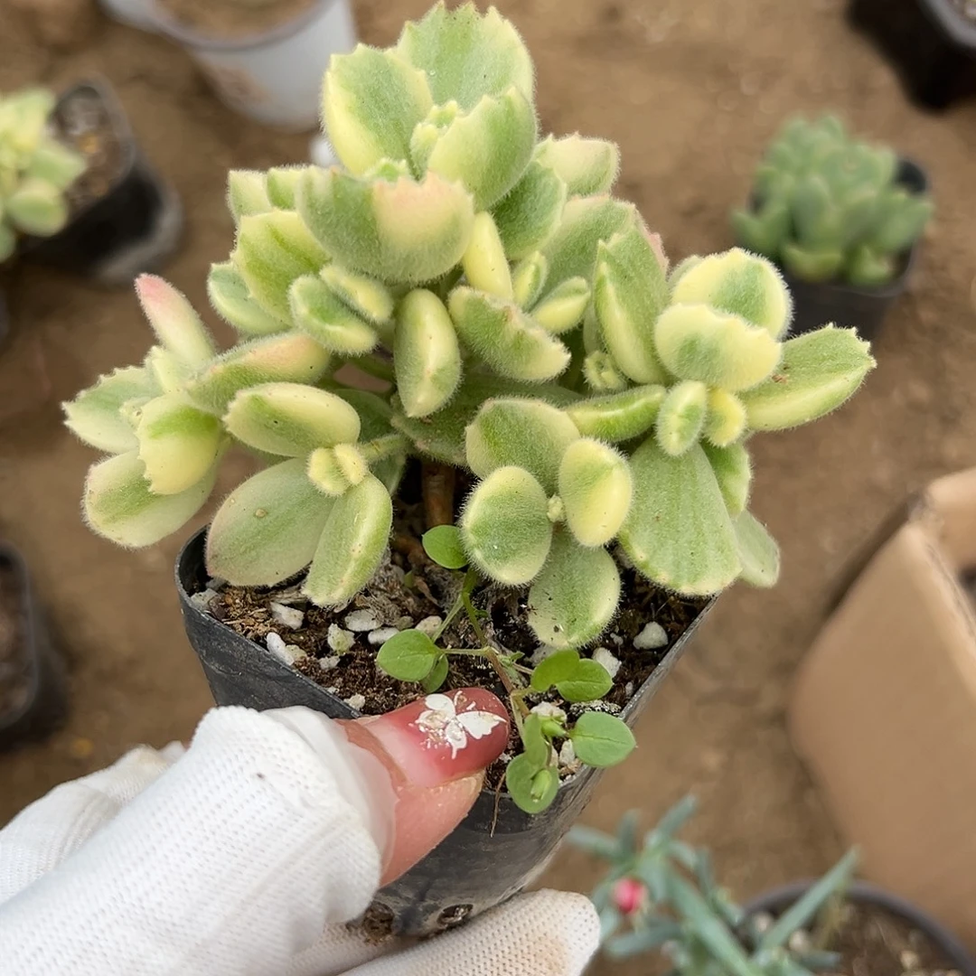 多肉植物白熊群生