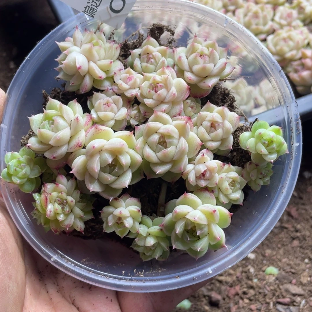 量拍一份一盒麦秆068